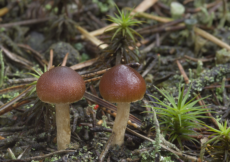 Cortinarius bayeri